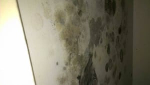 Existing moulds to laundry